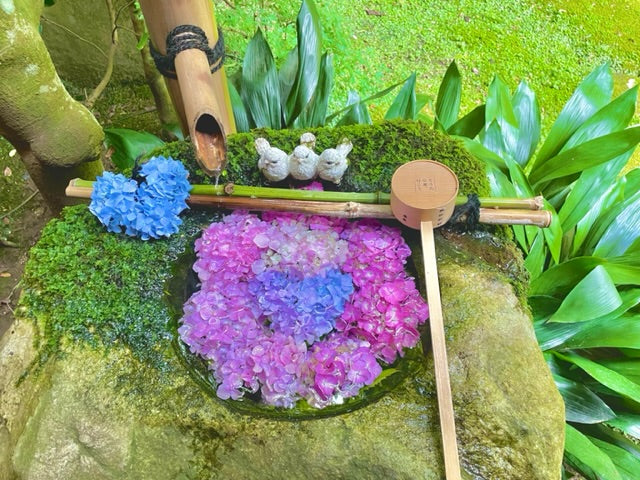 紫陽花@楊谷寺