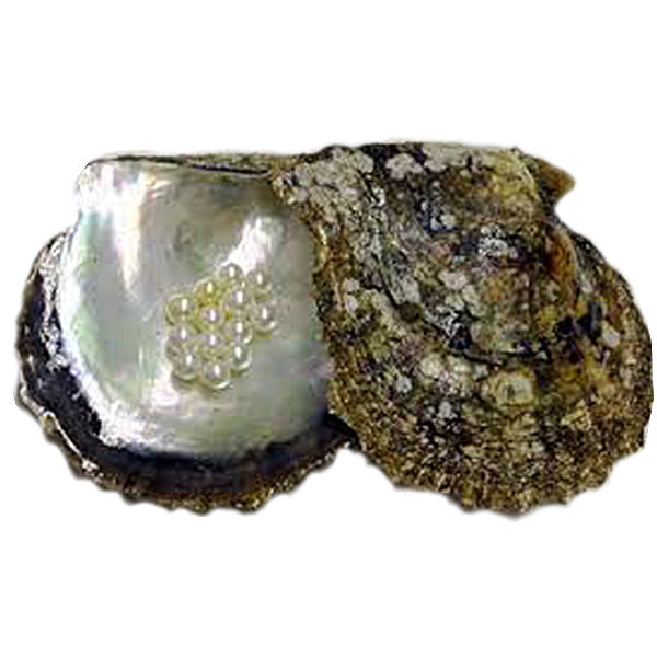 パール セラミックピアス(アコヤ真珠/5.0mm~5.5mm/スタッド/6月誕生石)《WEPQ2689》