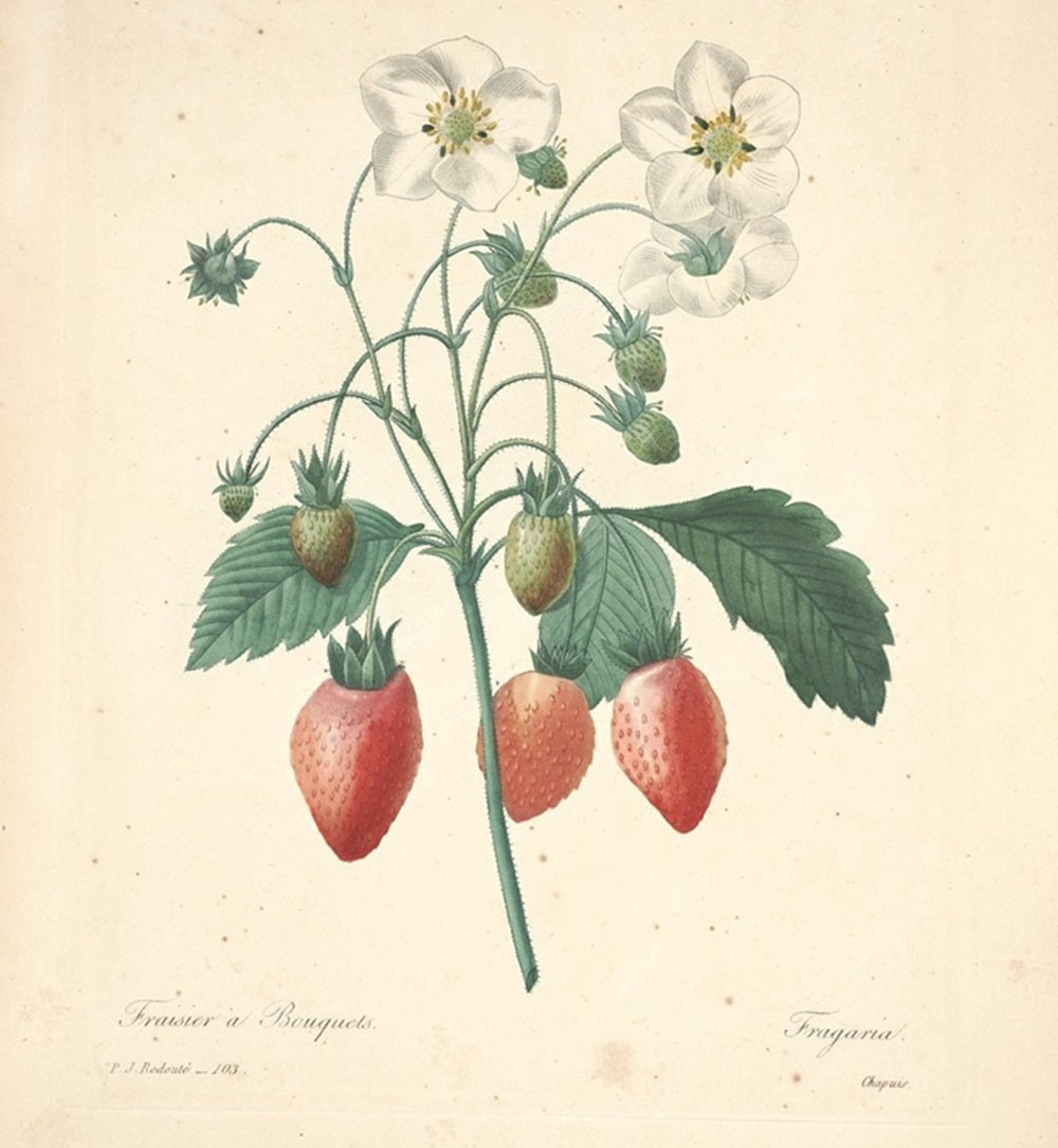 エナメル/ロードクロサイト シルバーブローチ兼ペンダントトップ(イチゴモチーフ)《25H01003》